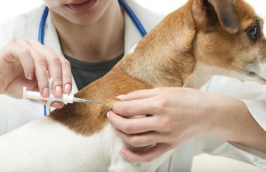 1ª Semana Estadual de Proteção Animal começa neste domingo (29), no Cocó