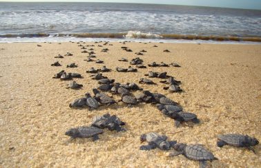 Projeto Tamar deixa de lançar 800 tartarugas em Sergipe