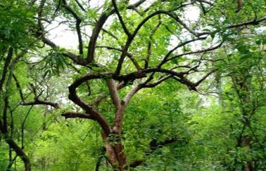 Piauí dedica 31,1% do seu território à vegetação nativa