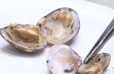 Perigo para a saúde: Pesquisadores da UFBA encontram óleo em frutos do mar