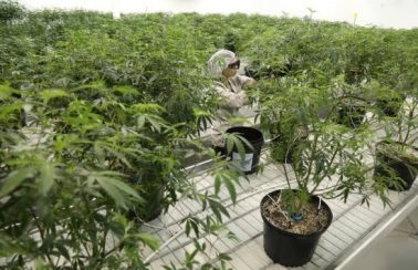 Anvisa libera remédio à base de maconha em farmácias no Brasil, mas veta cultivo
