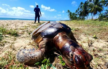 Óleo já atinge 900 localidades no Brasil, entre Nordeste, RJ e ES