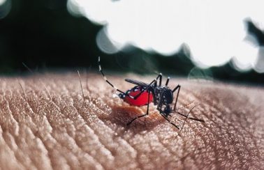 Ministério da Saúde alerta para possível surto de dengue em estados nordestinos neste ano