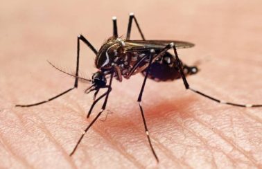 Paraíba cria comissão para investigar óbitos por arboviroses