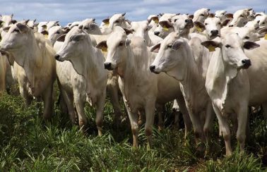 Mossoró é primeira cidade do Norte e Nordeste a aderir selo que permite venda de produtos de origem animal em todo o país