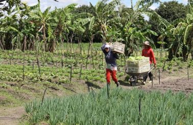 Agricultura familiar: Nordeste propõe medidas para diminuir impactos causados pelo coronavírus