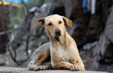 Coronavírus: abandono de animais em capital do NE cresce 860%