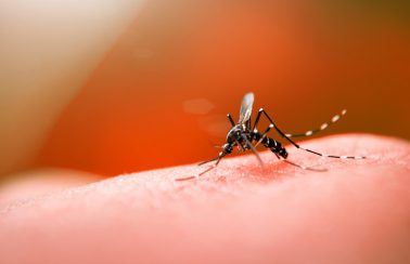 Casos de dengue e chikungunya disparam em Aracaju e coloca cidade na mira de novo surto