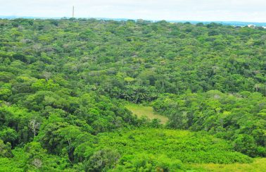 Desmatamento da Mata Atlântica na Paraíba aumenta em 157%