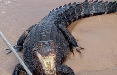 Jacaré com cerca de 2 metros é encontrado em praia de Salvador; veja vídeo