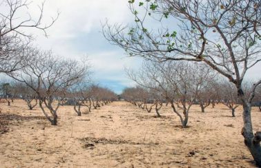 Defesa civil alerta que número de cidades sergipanas em situação de emergência devido à seca deve aumentar