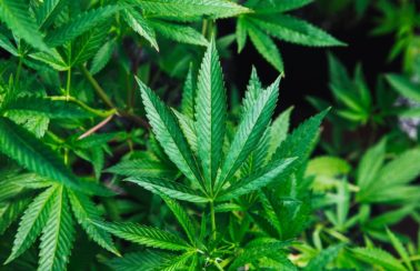 Plantio de maconha para fins medicinais tem parecer favorável na Câmara dos Deputados