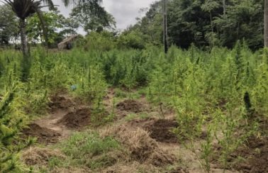 Polícia Federal destrói mais de 90 mil pés de maconha durante operação no MA