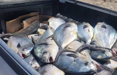 Pescadores capturam mais de 7 toneladas de peixes de uma só vez no RN: ‘Pesca abençoada’