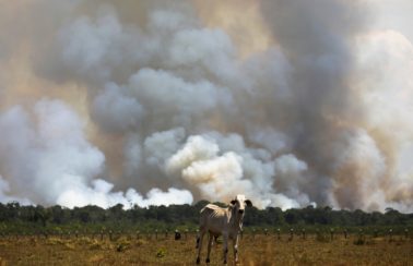 Aumento das temperaturas 12 milhões sofrerão com calor extremo se Amazônia virar savana, prevê estudo