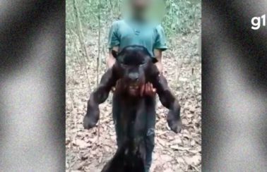 Homem é preso no Maranhão suspeito de matar onça e divulgar vídeo na internet