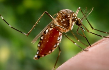 Casos de chikungunya disparam e acendem alerta de nova epidemia no Brasil