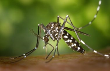 ‘Tivemos uma epidemia silenciosa’, diz secretária executiva sobre dengue, zika e chikungunya em 2021 no Ceará