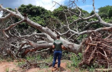 Brasil ficará sem referências sobre dados de desmatamento no Cerrado a partir de abril