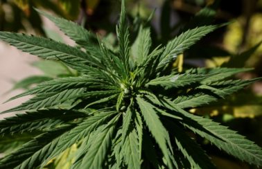 Anvisa aprova décimo produto à base de Cannabis para o Brasil