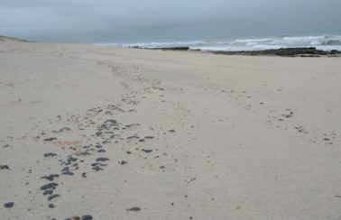 Praias atingidas por manchas de óleo no litoral do Ceará estão impróprias para banhos, diz Semace