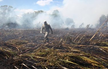 Laudo da Pefoce indica que a causa do incêndio no Parque do Cocó, em Fortaleza, se deu por ação humana involuntária