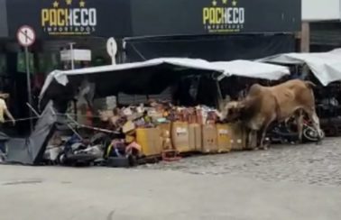 Touro indomável invade lojas, fere pessoas e causa alvoroço em Itapipoca, no Ceará