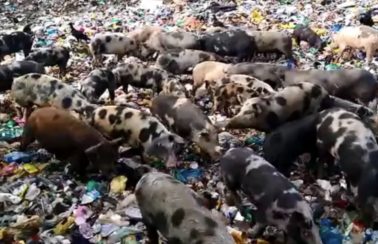 Dezenas de porcos se alimentam em lixão de cidade no interior do RN