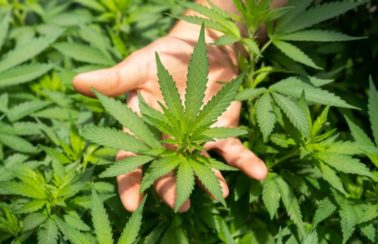 Anvisa aprova novo produto medicinal à base de Cannabis; já são 15 no país