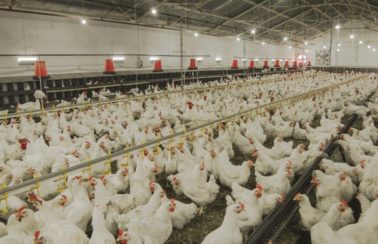 China relata primeiro caso humano de gripe aviária H3N8