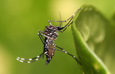 Capital de estado do Nordeste declara epidemia de dengue e instala gabinete de crise