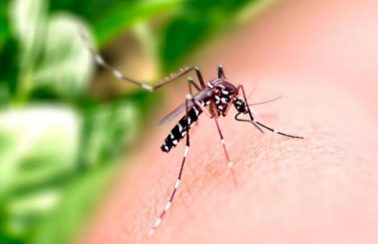 RN decreta situação de emergência por causa do aumento de casos de dengue, zika e chikungunya