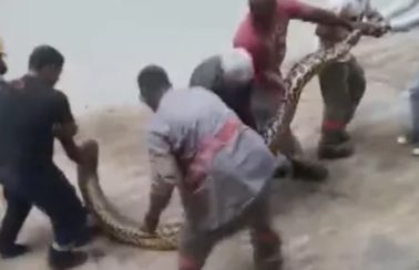 Sucuri com cinco metros de comprimento é encontrada em usina da Chesf no sul da Bahia