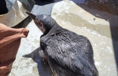 Terceiro pinguim é resgatado em Salvador em menos de um mês