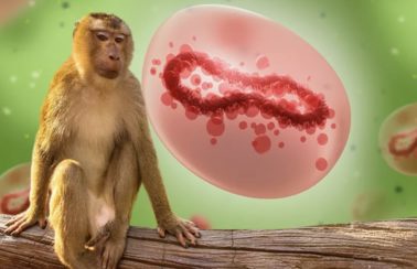 Cinco pessoas da mesma família estão com suspeita de varíola dos macacos no Ceará