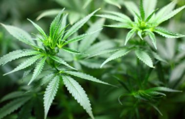 Projeto de lei que autoriza uso da cannabis medicinal é aprovado em 1ª votação por deputados de Alagoas