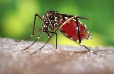 Nova cepa de dengue é identificada na Bahia e Sesab emite alerta aos municípios