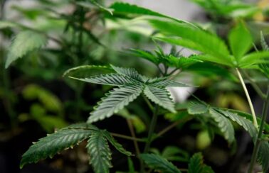 Uso de cannabis é autorizado para tratamento de doenças e pesquisas em Alagoas