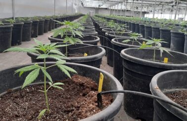 Anvisa autoriza pesquisa com derivados da Cannabis na UFRN