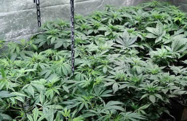 Cerca de 15 mil pés de maconha são destruídos no norte da Bahia