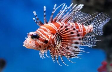 Peixe-leão é capturado pela primeira vez na costa de PE; animal é invasor, venenoso e predador