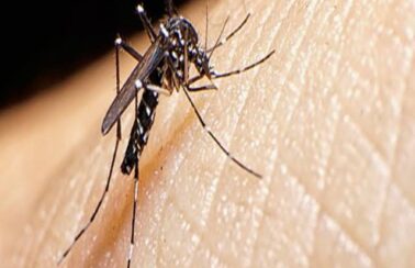 Fortaleza registra mais de 600 casos de dengue em 2023