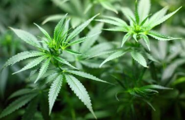 Lei que regulamenta a cannabis medicinal em Sergipe é sancionada