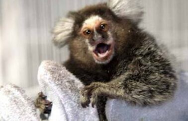 Após sete anos sem óbitos por raiva humana, Ceará registra morte pela doença