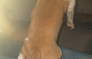 Idosa que cortou rabo de cadela com tesoura é indiciada por maus-tratos, em Maceió