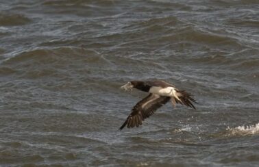 Secretária de Saúde da BA emite alerta para municípios por causa da gripe aviária