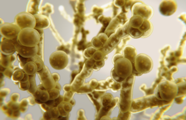 Pernambuco confirma mais um caso de Candida auris; paciente está internado