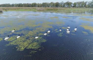 Governo publica MP e abre crédito extraordinário de R$ 200 milhões para combate à gripe aviária