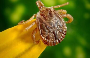 Febre maculosa: Ceará registra 4 casos da doença em 2023