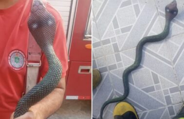 ‘Cobra venenosa’ assusta moradores em Fortaleza, e bombeiros descobrem que animal é de brinquedo